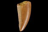 Serrated, Raptor Tooth - Real Dinosaur Tooth #85235-1